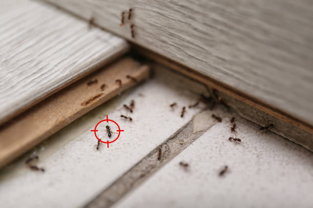 Best Cockroach Control Services  in Braham, MN