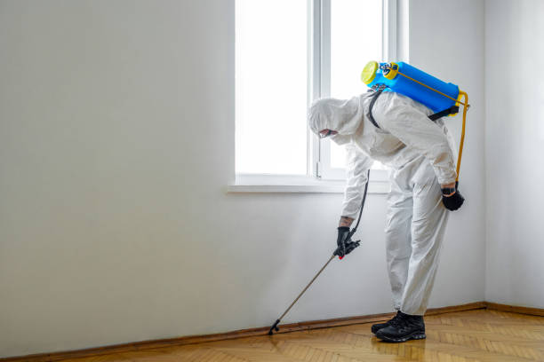 Best Wasp Removal Services  in Braham, MN