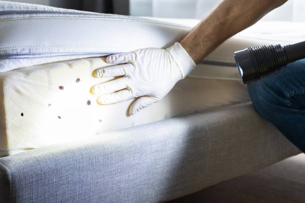 Best Cockroach Control Services  in Braham, MN
