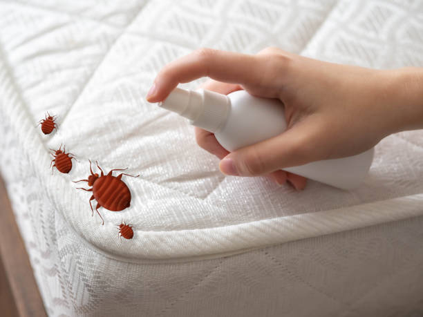 Best Exterminator Services  in Braham, MN